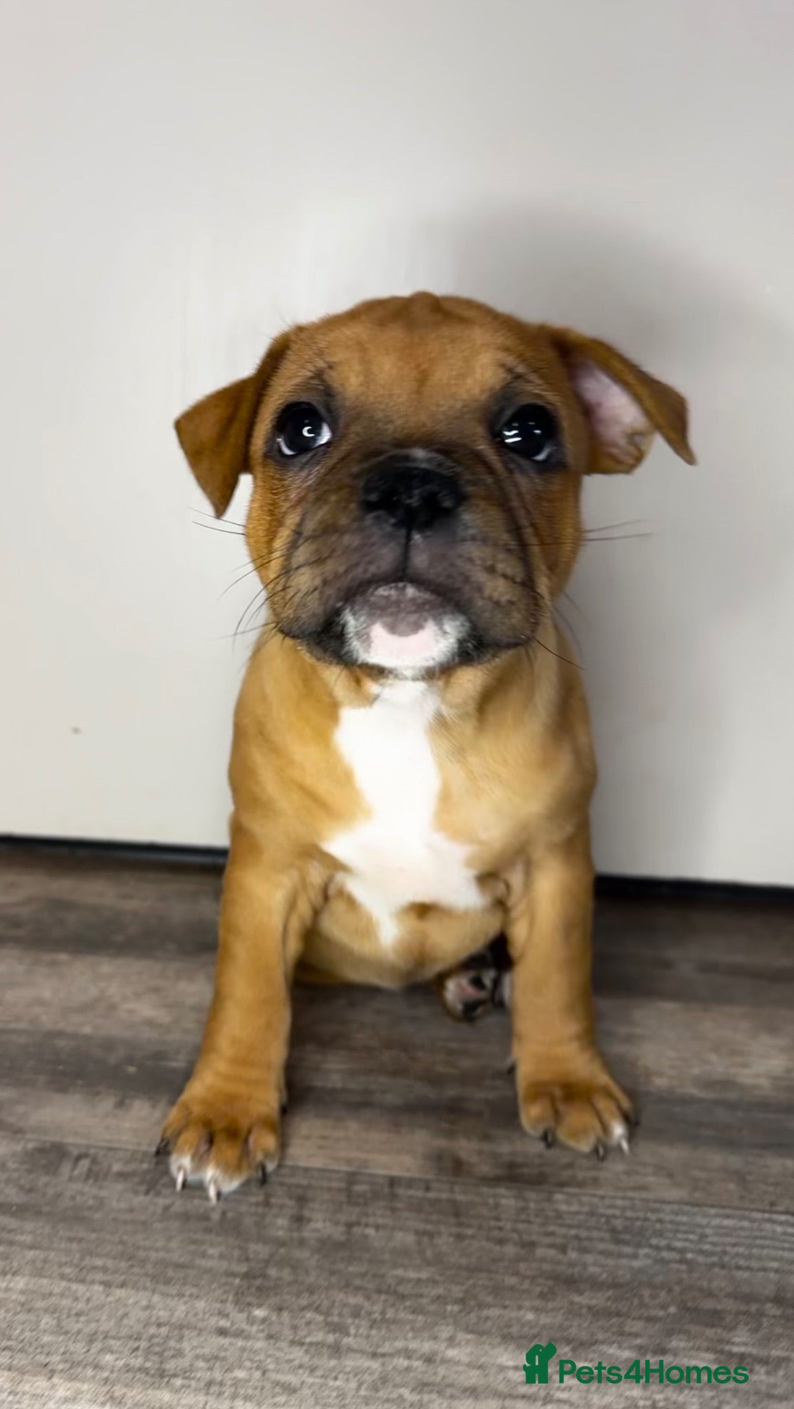 Staffordshire Bull Terrier dogs 🔥LAST! KC REG STAFFY PUPPS–OUTSTANDING QUALITY 🔥 - Advert 2