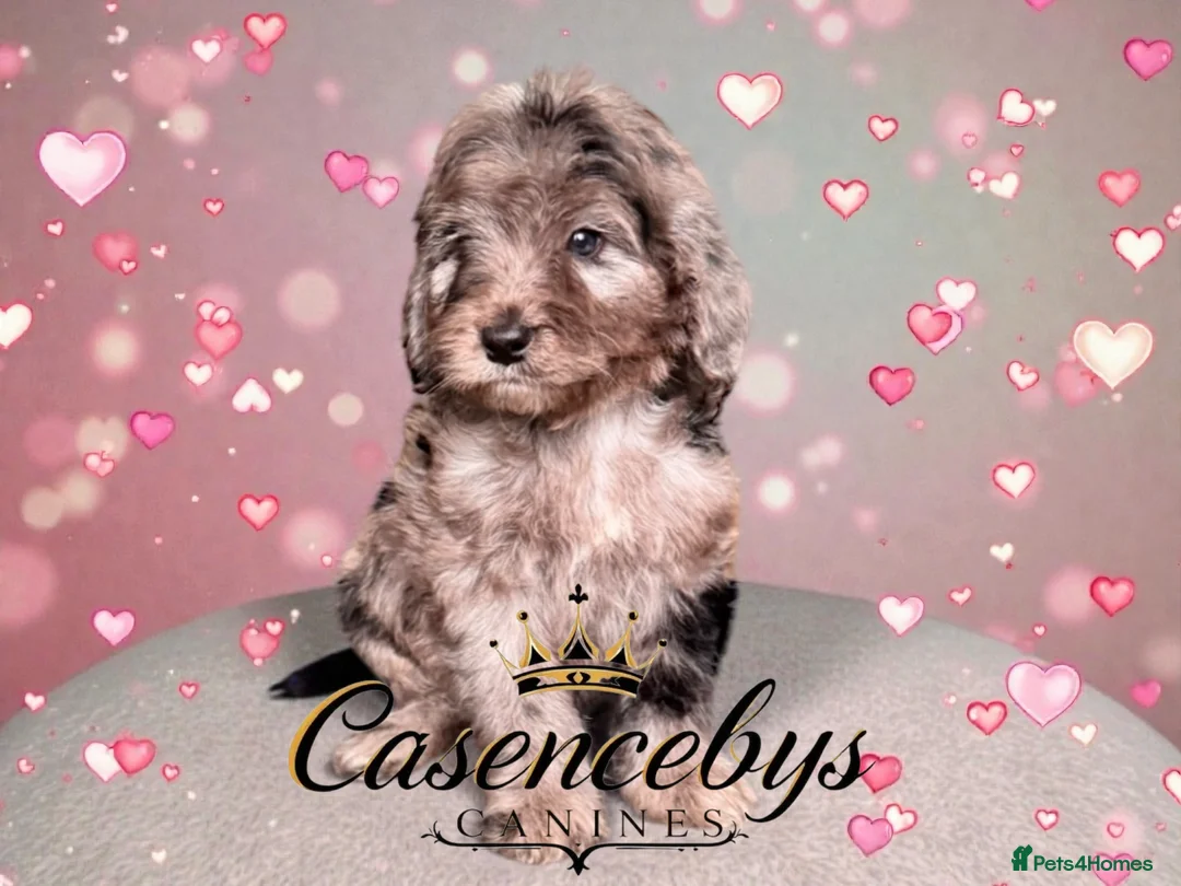 Cockapoo dogs for sale: 🐶THE MOST PERFECT DNA CLEAR MINI F1 COCKAPOOS🐶 - Advert 13