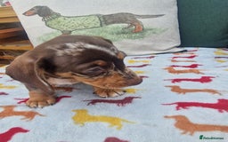Miniature Dachshund dogs for sale: 🐾 Miniature Dachshund Puppies for Sale 🐾 - Image 34