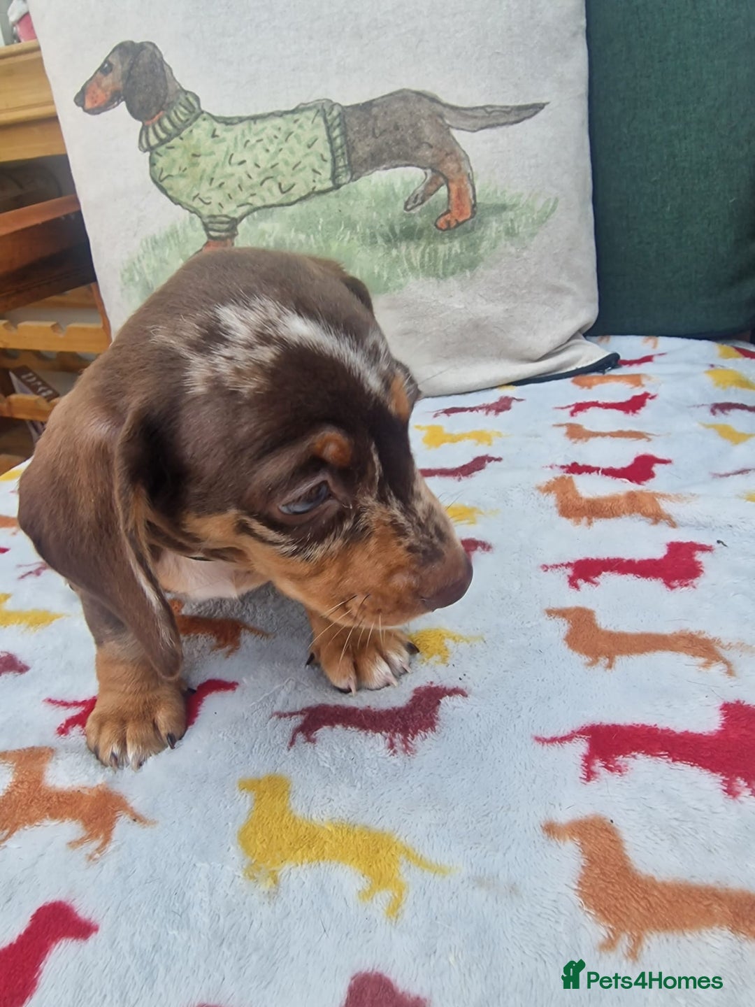 Miniature Dachshund dogs for sale: 🐾 Miniature Dachshund Puppies for Sale 🐾 - Image 34