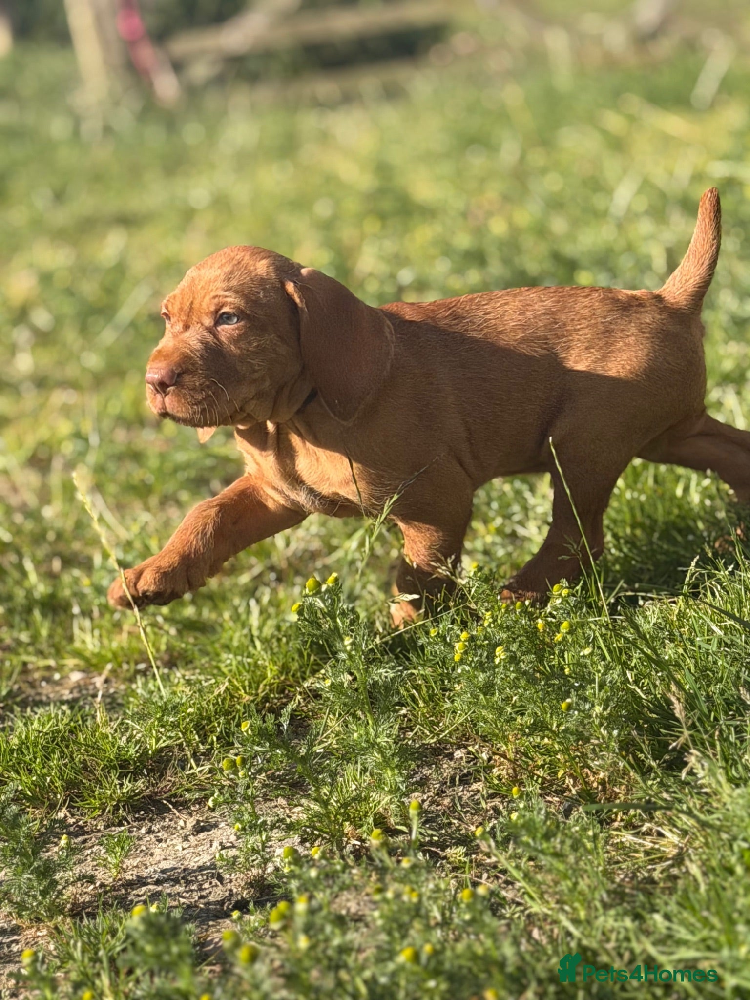 Hungarian Vizsla dogs 1 dog puppy available  - Advert 15