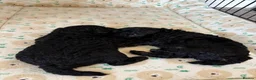 Cavapoo dogs for sale: Outstanding Cavapoo puppies - Advert 9