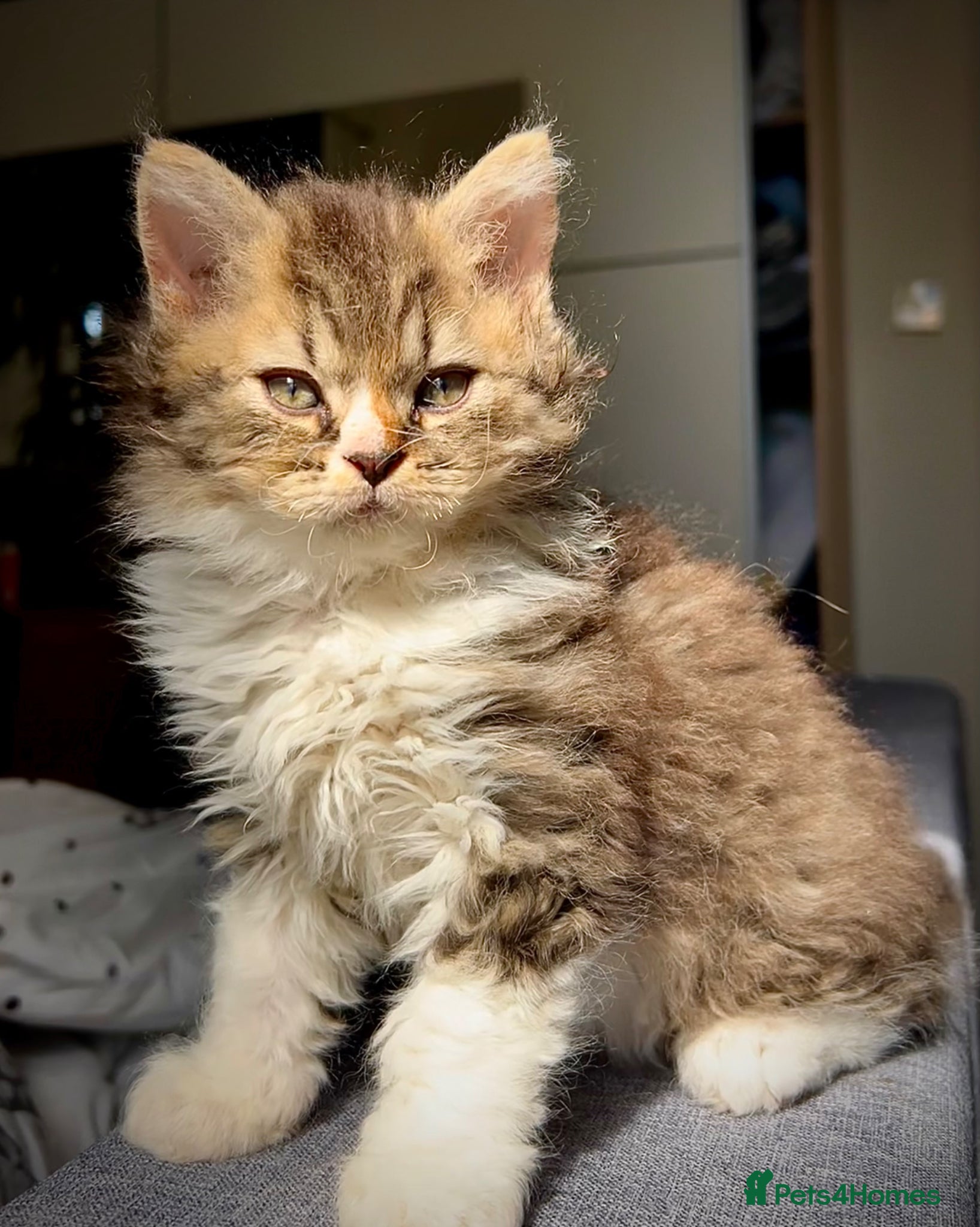 Selkirk Rex cats Beautiful Selkirk rex kitten  - Advert 2