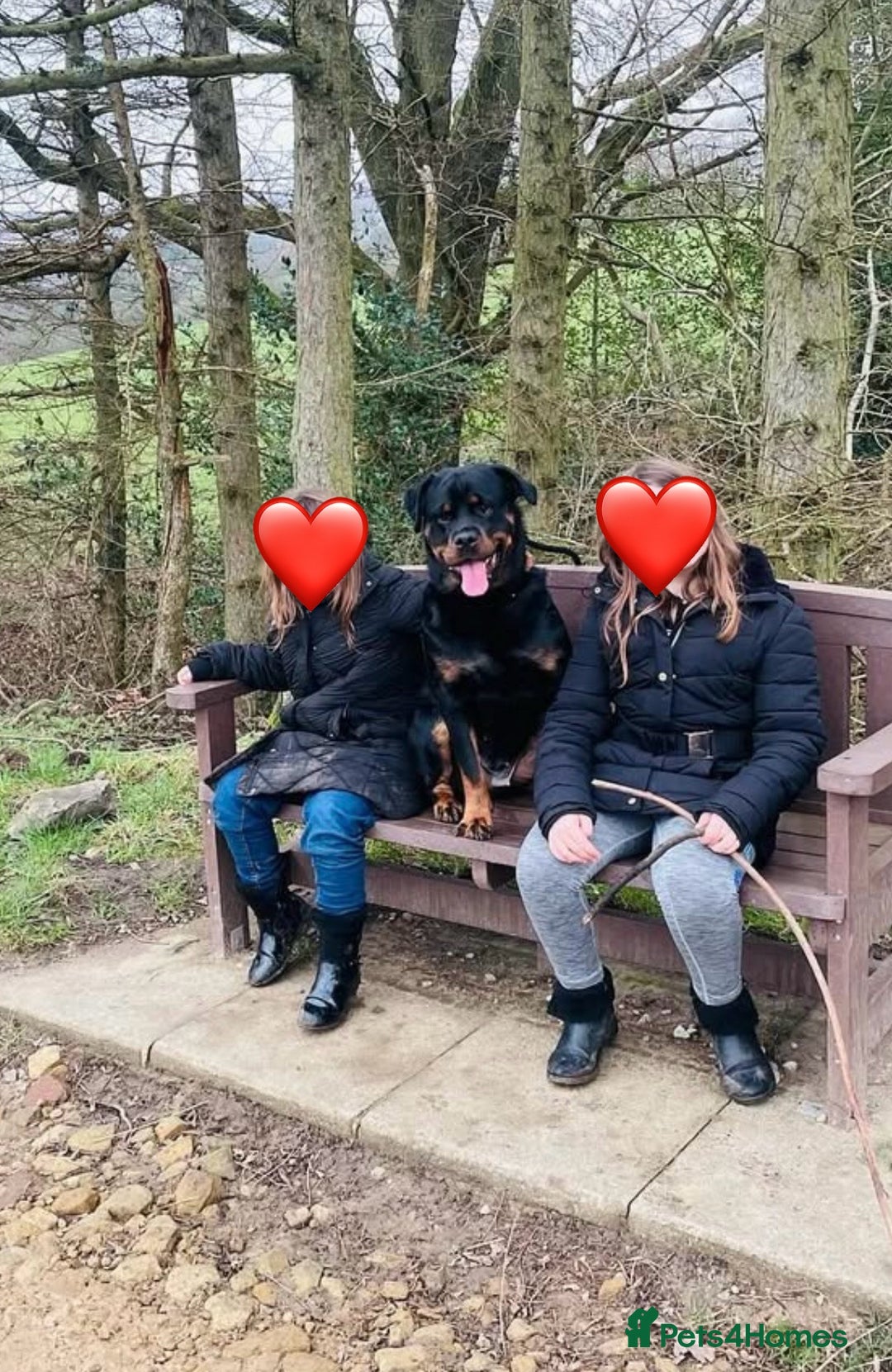 Rottweiler dogs for sale: 🐾🐶PUREBRED ROTTWEILER PUPPIES–DEPOSITS OPEN 🐶🐾 - Advert 5