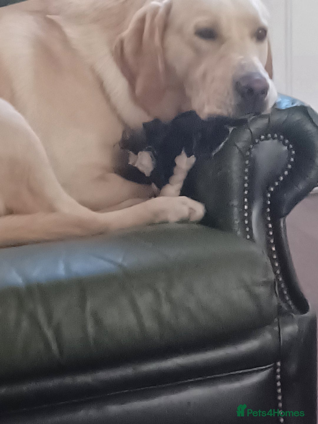 Labrador Retriever dogs for stud: Mr Leo - Advert 4