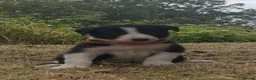 Border Collie dogs for sale: Stunning Border Collie Puppies in Llandovery - Advert 5