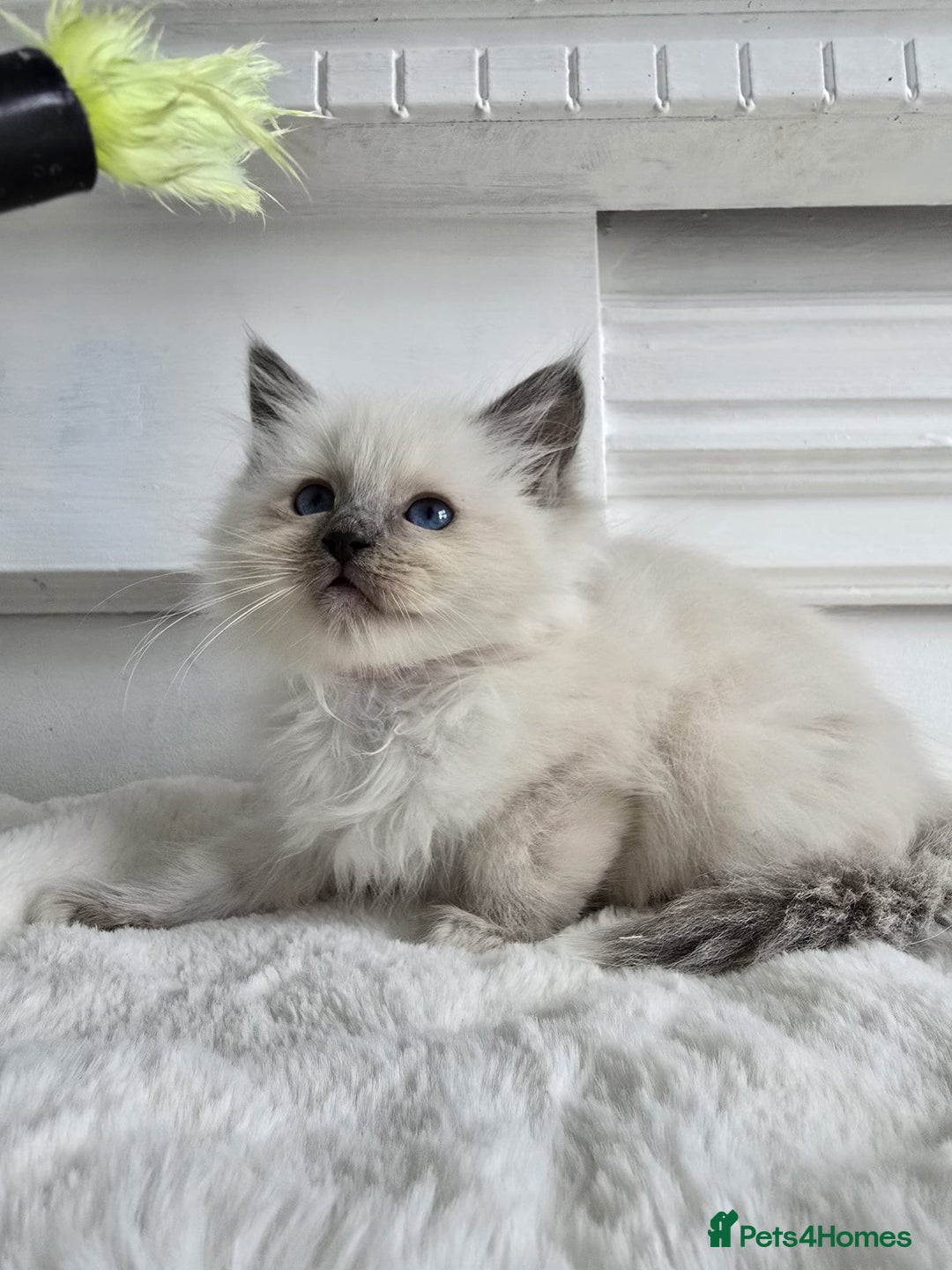 Ragdoll cats for sale: Irresistable Blue Mitted Ragdoll Kittens🙀😻🙀 - Image 19