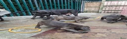 Cane Corso dogs for sale: ICCF Registered 🧬🏆 Cane Corso pups. - Advert 25