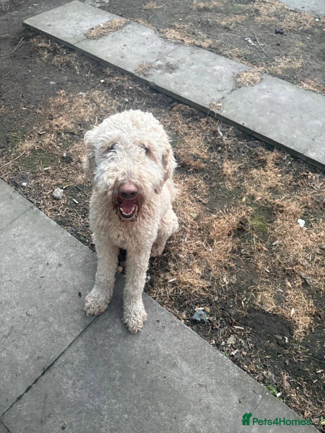 Standard Poodle dogs for sale: Standard poodle  - Advert 2