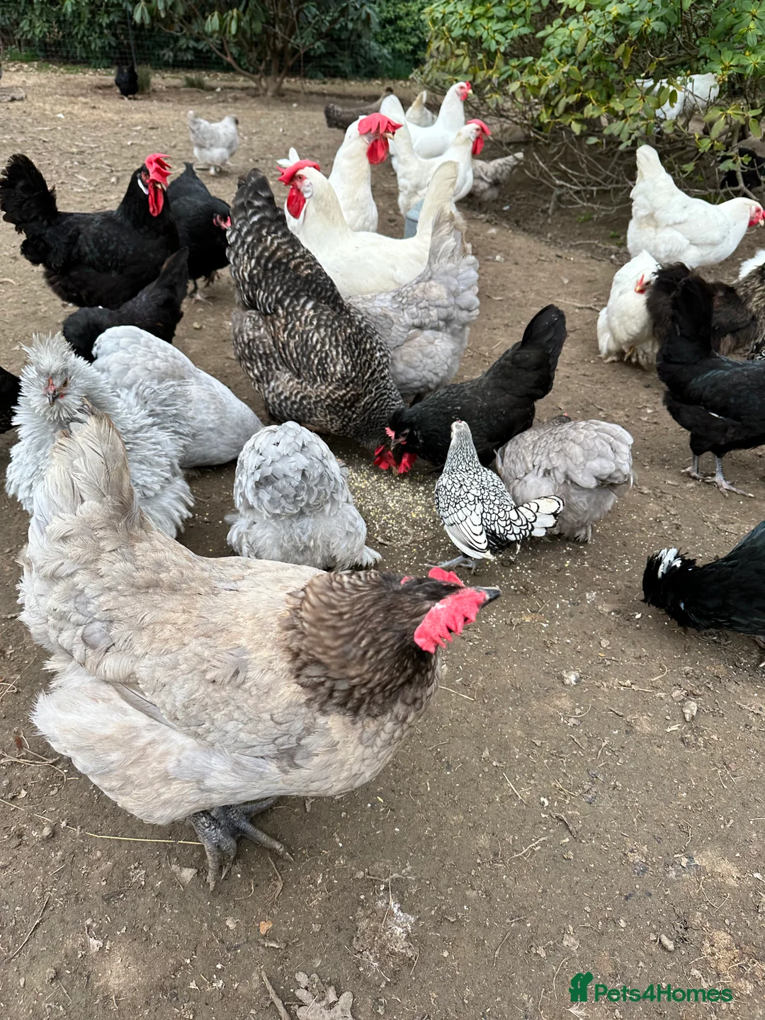 Chickens poultry for sale: Chicks, chickens and hatching eggs - Advert 6