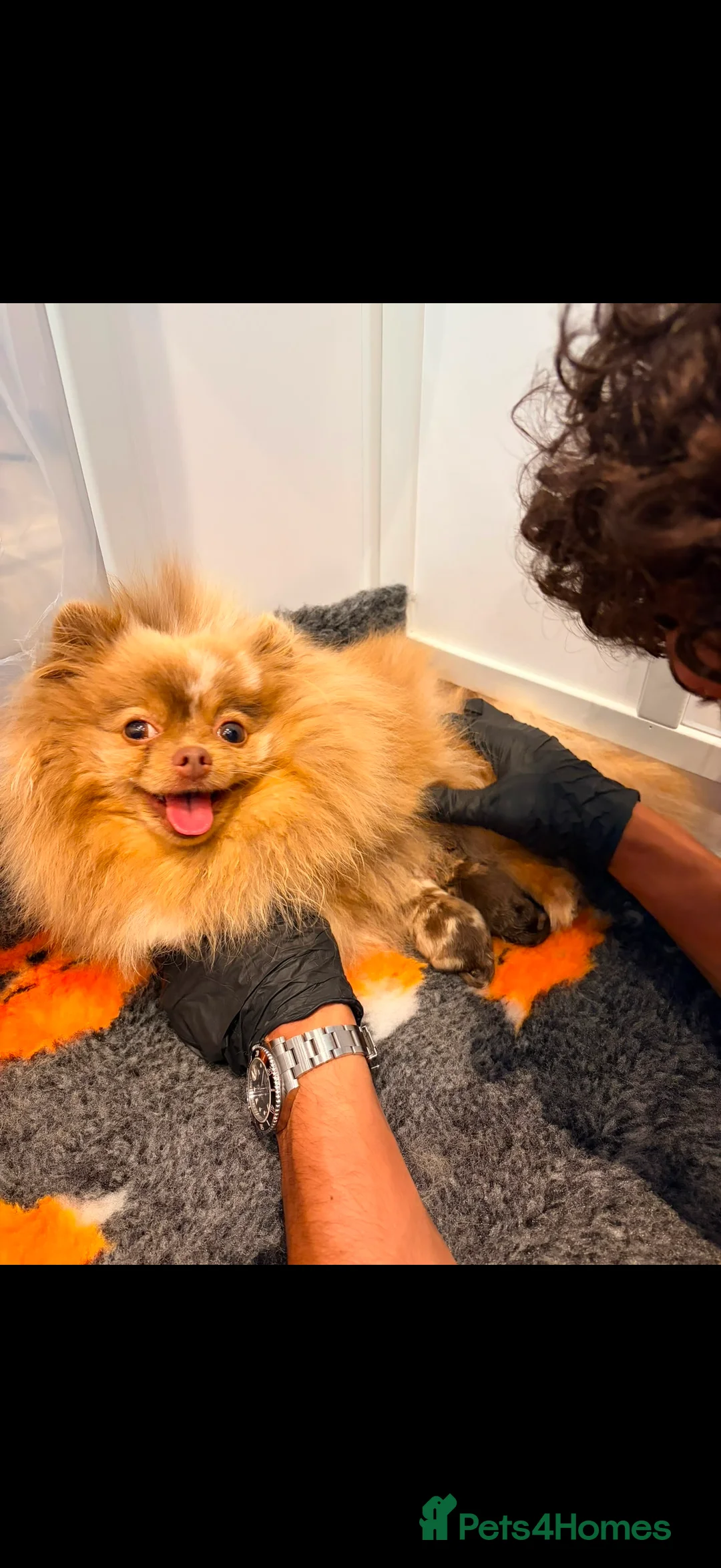 Pomeranian dogs for sale: Pomeranian pup for sale  in Saint Helens - Advert 2