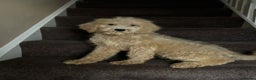 Bernedoodle dogs for sale: Ready Now Bernedoodle standard fluffy teddy bears - Advert 8