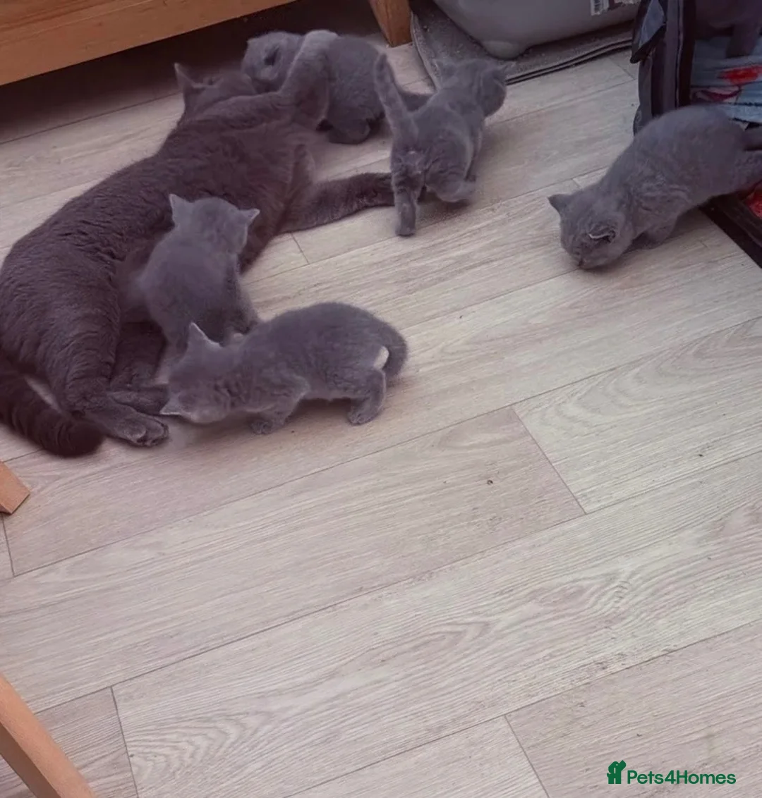 British Shorthair cats for sale: Lilac British Short Hair Kittens  - Advert 2