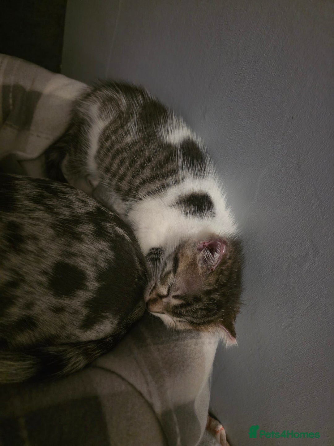 Mixed Breed cats for sale: 3 adorable kittens. Mum is half ragdoll - Advert 6