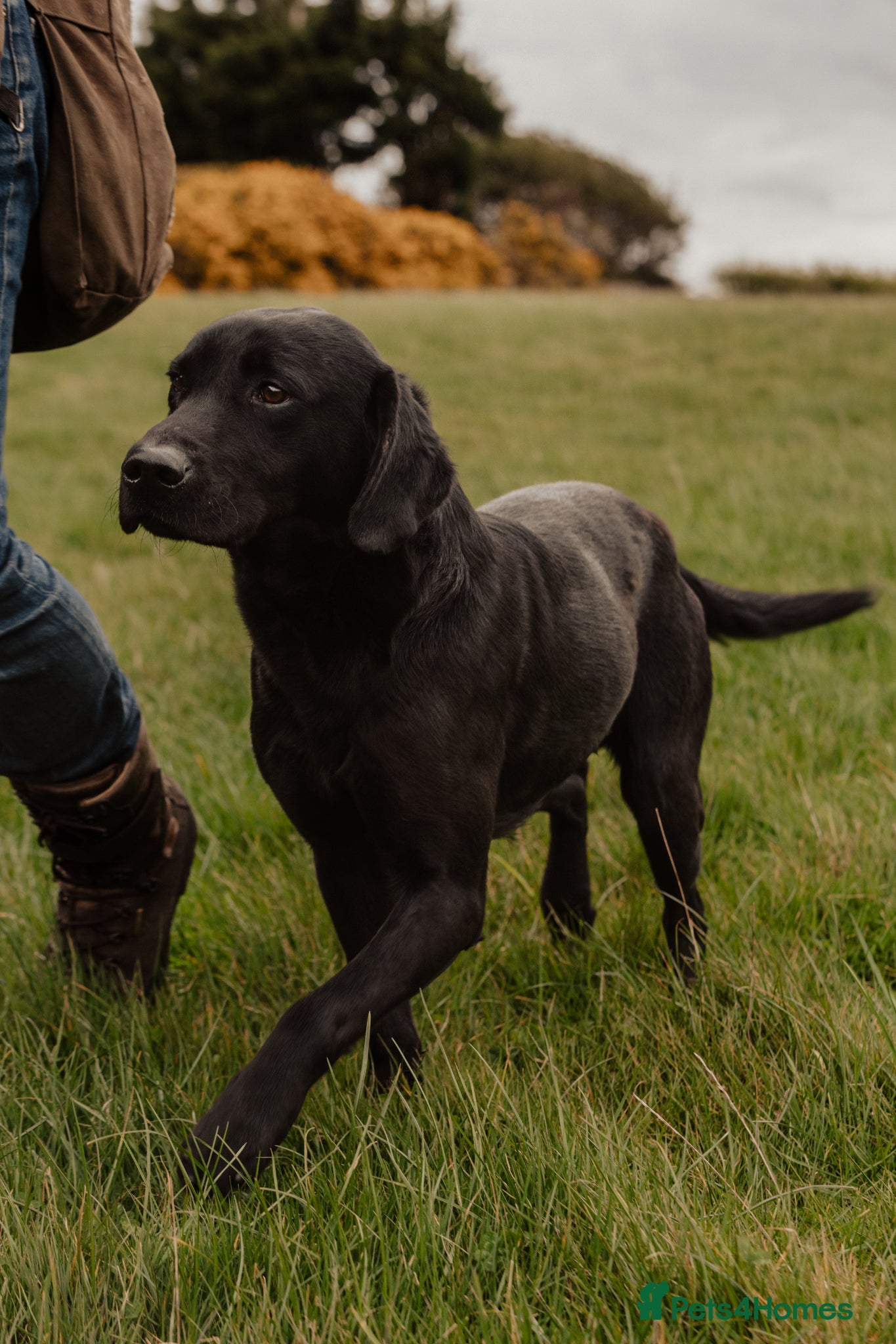 Labrador Retriever dogs Braemossrose Samson at Stud - Advert 1