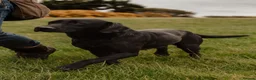 Labrador Retriever dogs for stud: Braemossrose Samson at Stud - Advert 1