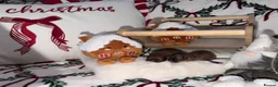 Pomeranian dogs for sale: Russian Pomeranian puppies - Advert 12