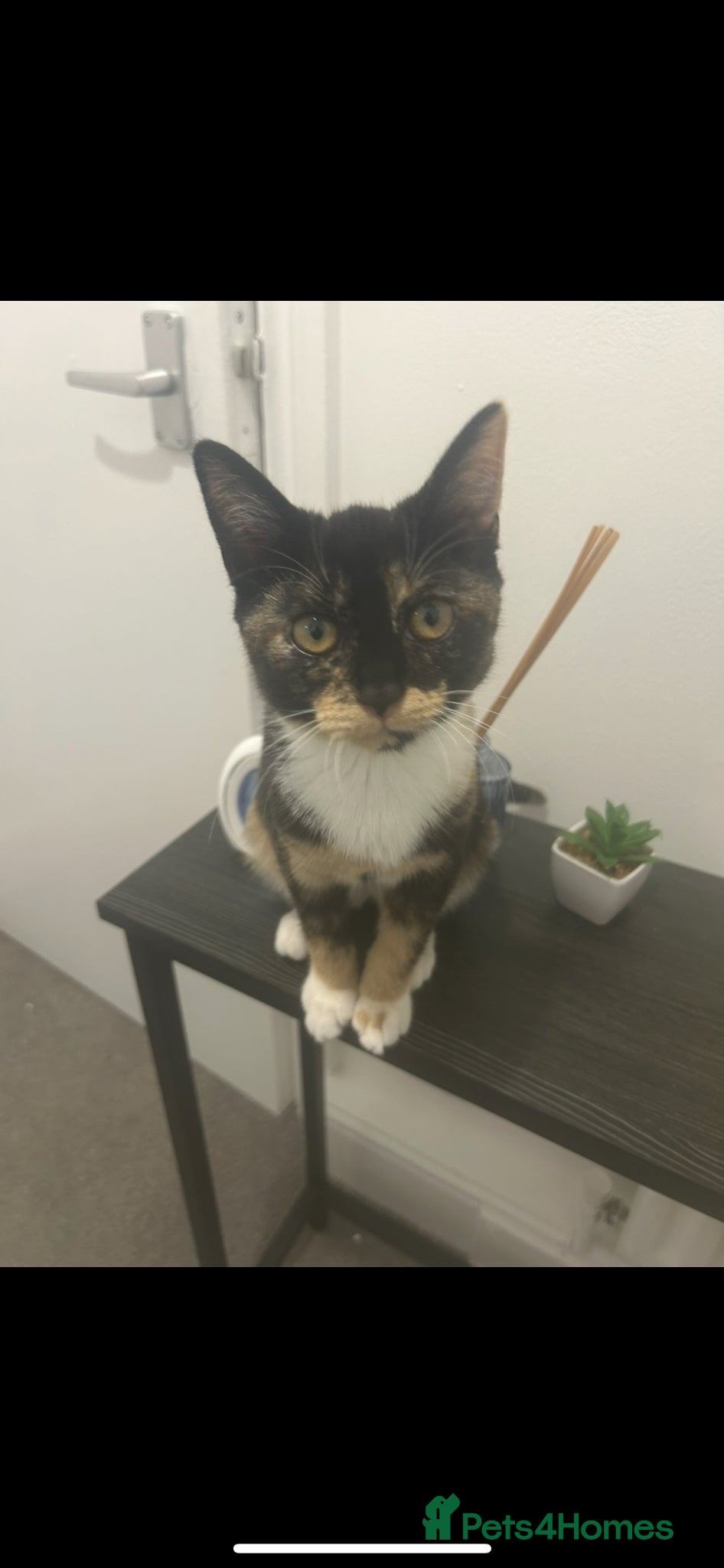 British Shorthair cats Hello I’m Cali✨ - Advert 3