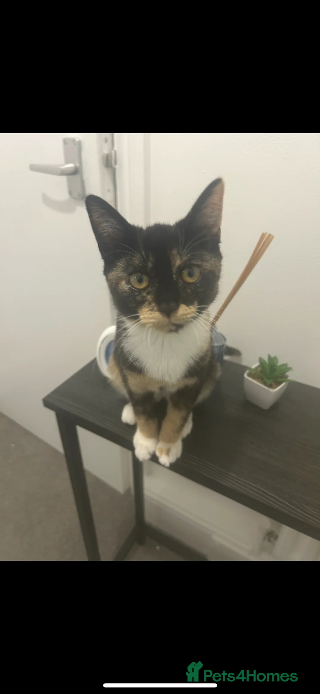 British Shorthair cats for sale: Hello I’m Cali✨ - Advert 1