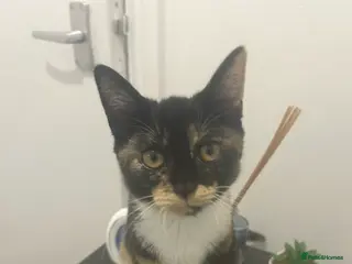 British Shorthair cats Hello I’m Cali✨ - Advert 1