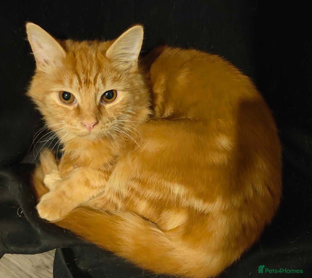 Mixed Breed cats for sale: FREE Orange Boy for rehoming - Advert 2