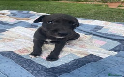 Whippet dogs for sale: The best puppies ever! - Image 2