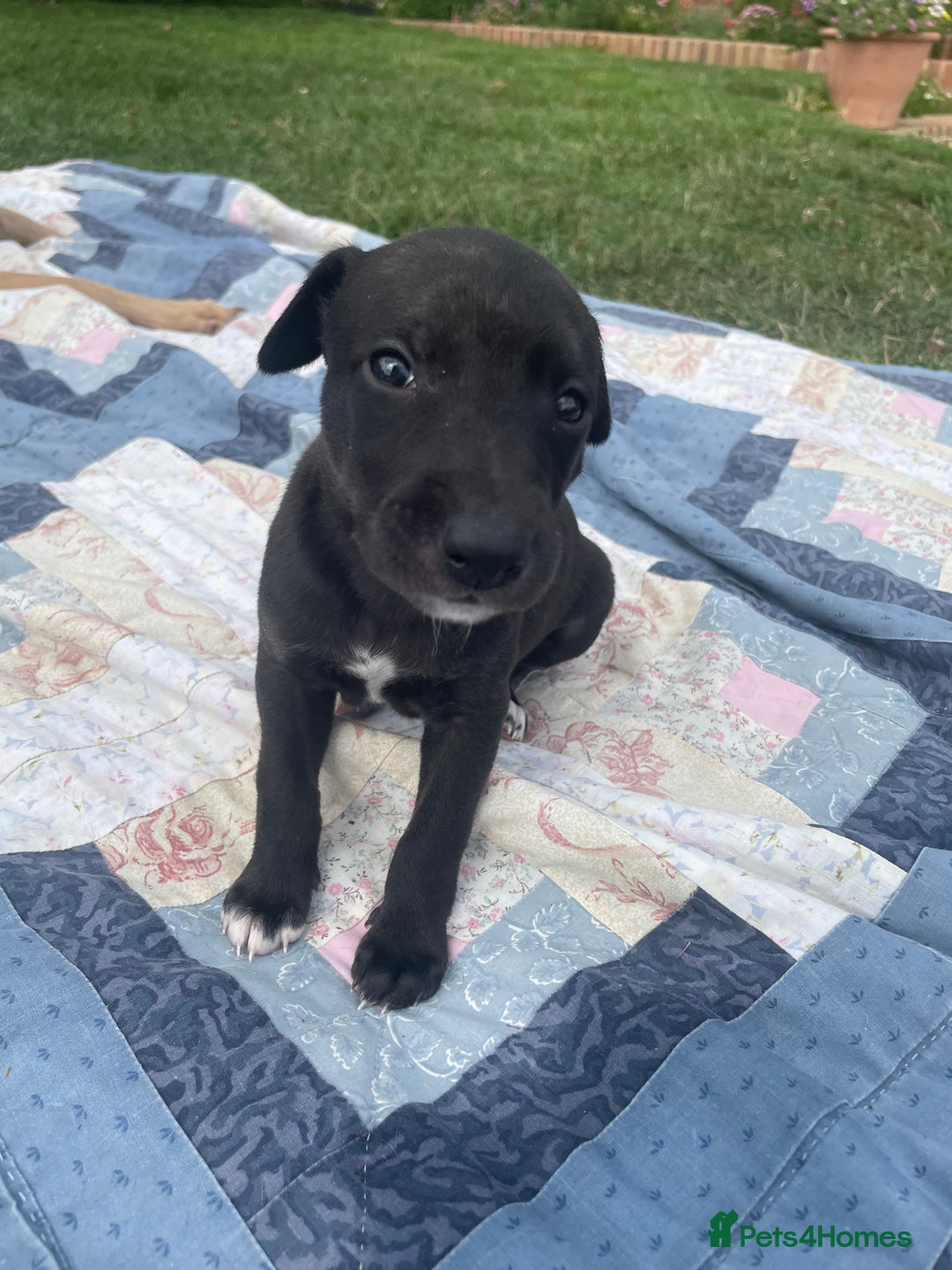 Whippet dogs for sale: The best puppies ever! - Image 2