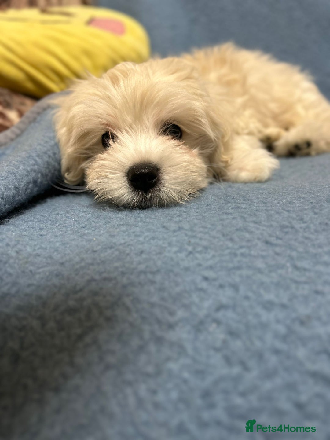 Mixed Breed dogs for sale: Maltese / Bichon Frise Puppies - Advert 11