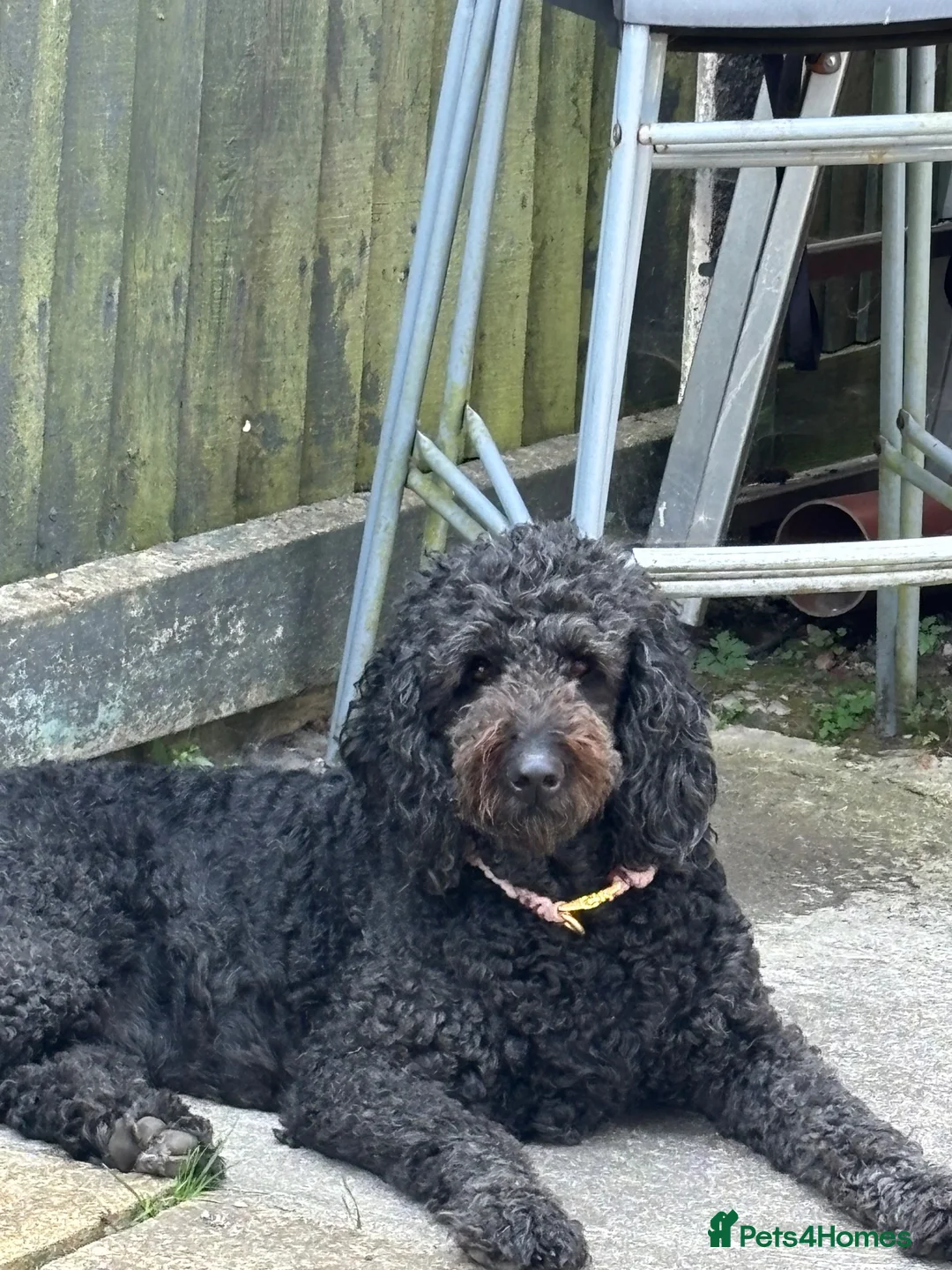 Goldendoodle dogs for sale: Goldendoodle puppies - Advert 1