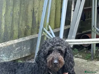 Goldendoodle dogs Goldendoodle puppies - Advert 1