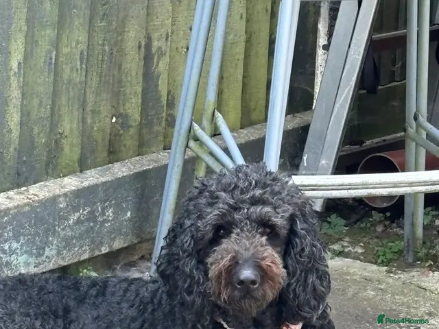Goldendoodle dogs for sale: Goldendoodle puppies - Advert 1