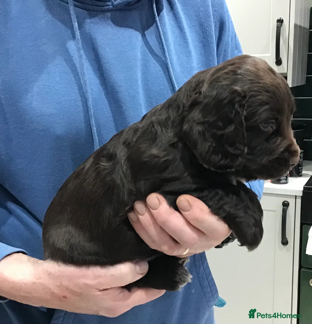 Cocker Spaniel dogs for sale: ABSOLUTELY STUNNING COCKER SPANIEL PUPPIES  - Advert 13