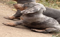Miniature Dachshund dogs for sale: Beautiful Isabella dachshund puppies - Image 32