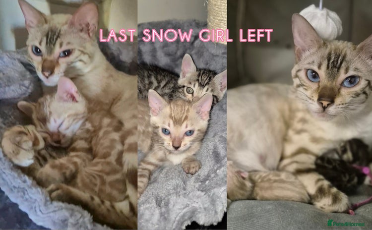 Bengal cats - Advert 15