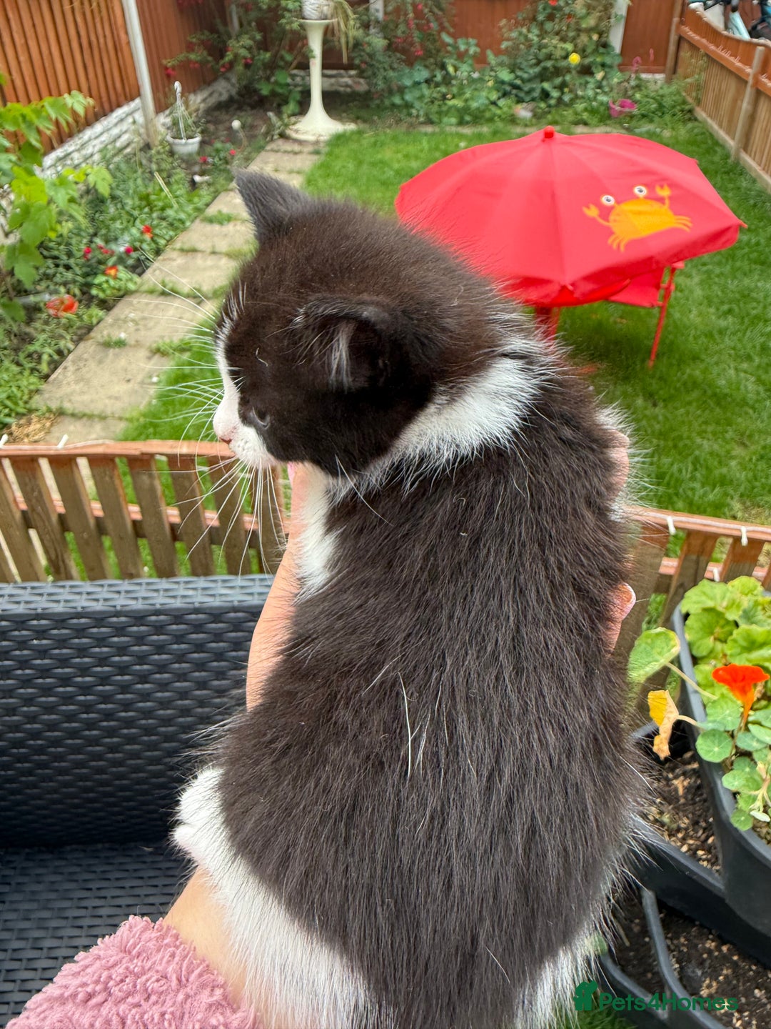 Mixed Breed cats for sale: 3 little kittens  - Image 7