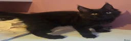 Maine Coon cats for sale: Mainecoon Kittens Tica Reg - Advert 2