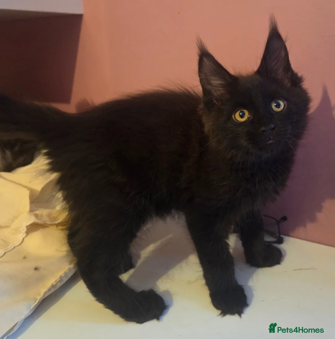 Maine Coon cats for sale: Mainecoon Kittens Tica Reg - Advert 2