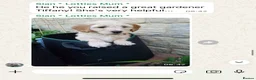 Cavapoo dogs for sale: Top quality, health tested F1b Cavapoo babies - Advert 28