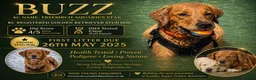 Golden Retriever dogs for stud: Buzz – Proven Golden Retriever Stud in Bury Saint Edmunds - Advert 1
