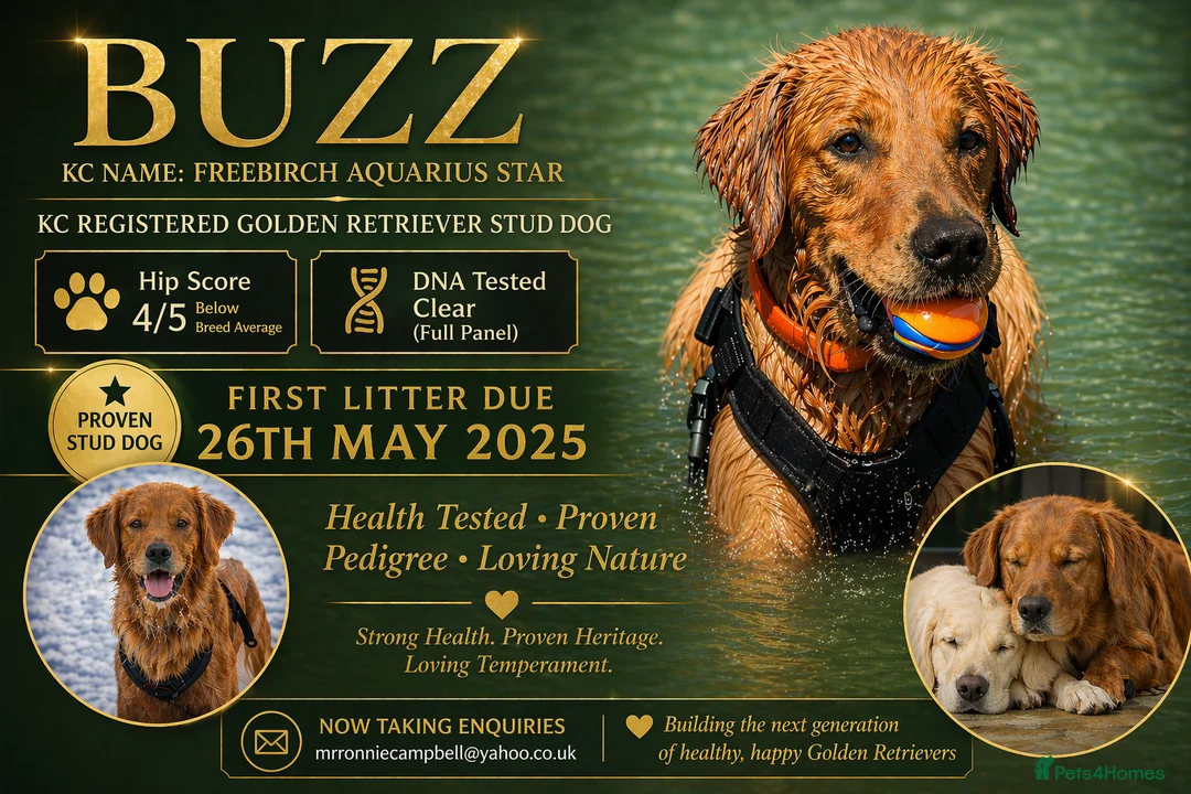 Golden Retriever dogs for stud: Buzz – Proven Golden Retriever Stud in Bury Saint Edmunds - Advert 1