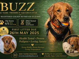 Golden Retriever dogs Buzz – Proven Golden Retriever Stud - Advert 1
