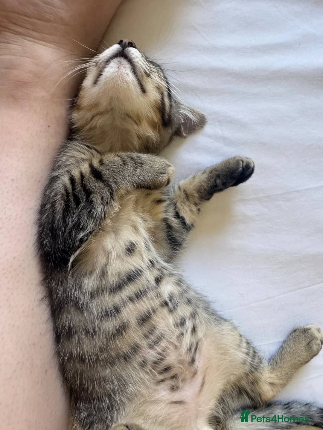 Mixed Breed cats for sale: 2x Kittens NOT SIBLINGS HAVE TO GO TOGETHER - Advert 2