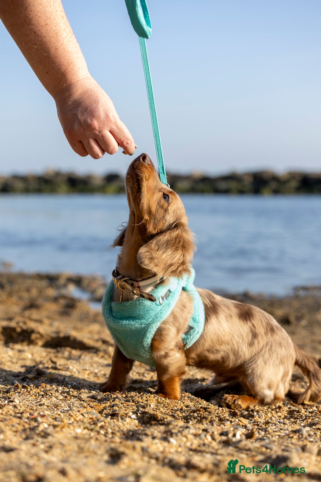 Miniature Dachshund dogs for stud: Chocolate Dapple mini dachshund stud  - Advert 5