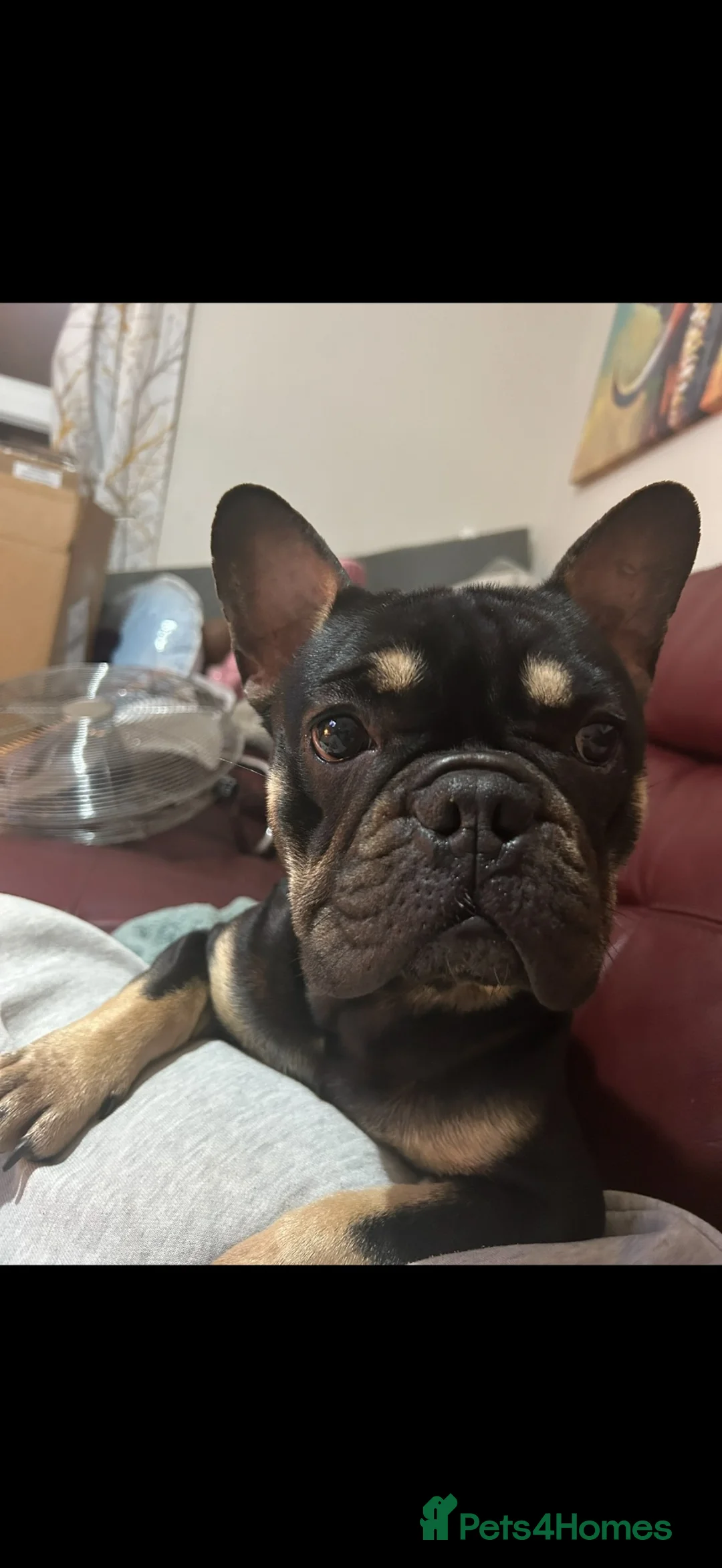 French Bulldog dogs for sale: Beauty coco  - Advert 2