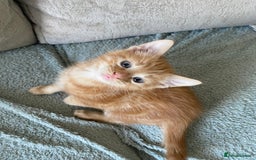Mixed Breed cats for sale: Beautiful kittens - Image 4