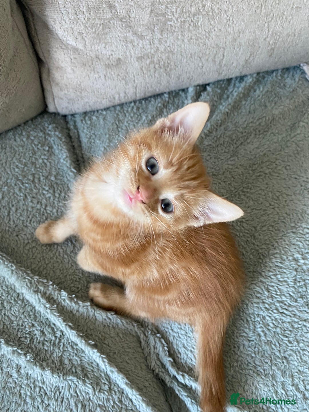 Mixed Breed cats for sale: Beautiful kittens - Image 4