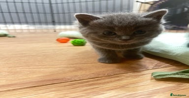 Mixed Breed cats - Advert 12