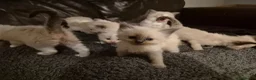 Ragdoll cats for sale: Gorgeous blue and seal ragdoll kittens - Advert 9