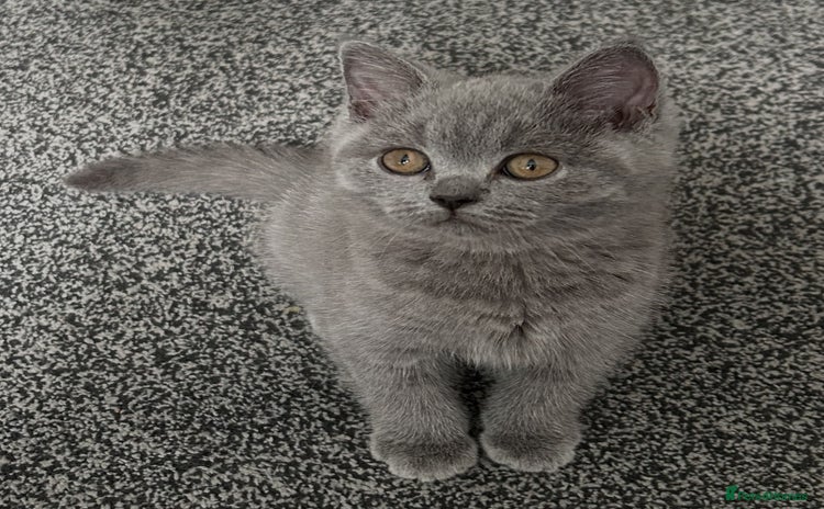 British Shorthair cats - Advert 6