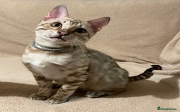 Bengal cats for sale:  Beautiful Bengal ready to reserve - Image 40
